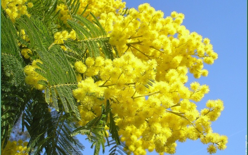8 marzo: non ci sono più mimose Floribunda e Gaulois
